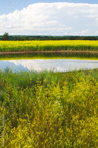 Vibrant yellow canola fields in rural Manitoba, Canada