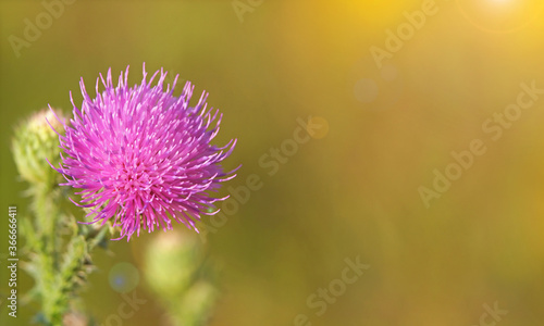 Blooming spiny plumeless thistle under soft light and copy space photo