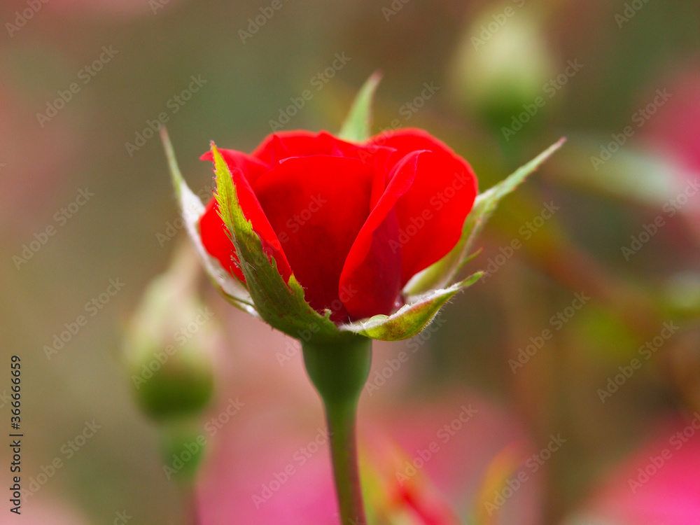 Red rose flower bud in the garden Red rose flower bud in the garden