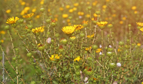 Yellow flowers of curlycup gumweed on a field under soft light  Grindelia squarrosa