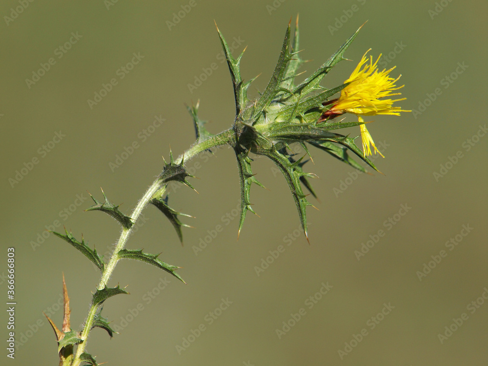 Ταπετσαρία Yellow flower of woolly distaff thistle, Carthamus lanatus