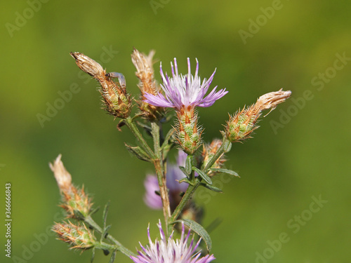 Diffuse knapweed with light purple flowers, Centaurea diffusa