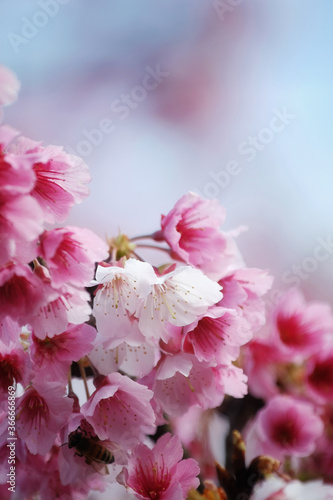 Cherry Blossom (Sakura) macro photography with blur background in Taipei, Taiwan. © YUSHENG HSU