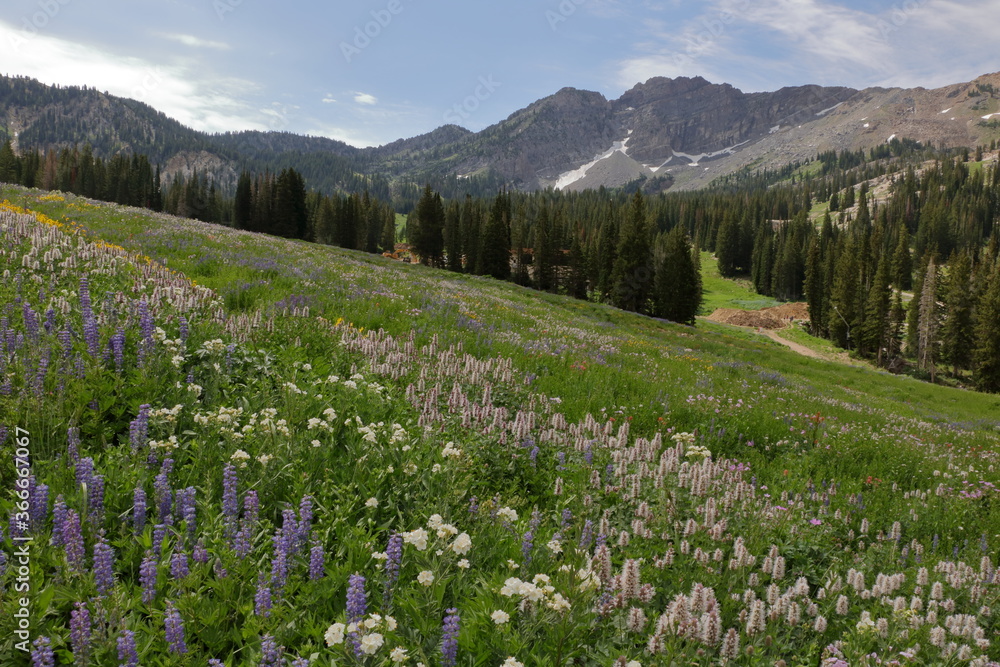 Wildflowers at Albion Basin, Alta, Utah