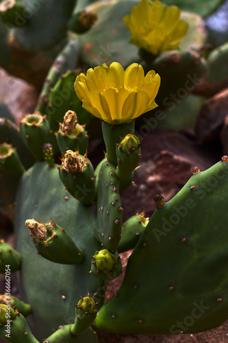 Beautiful cactus flower with yellow petals