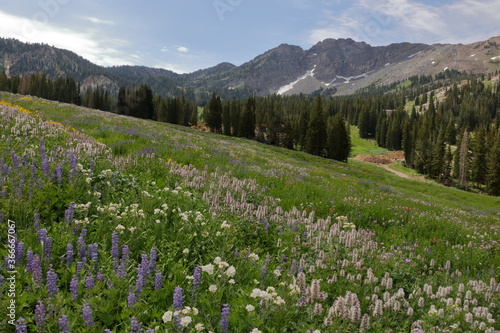 Wildflowers at Albion Basin, Alta, Utah © Salil