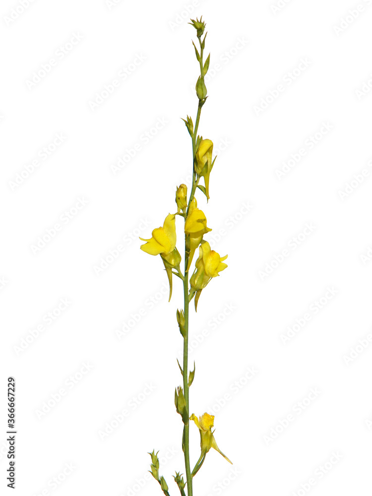 Yellow flower of broomleaf or broom-leaved toadflax isolated on white, Linaria genistifolia
