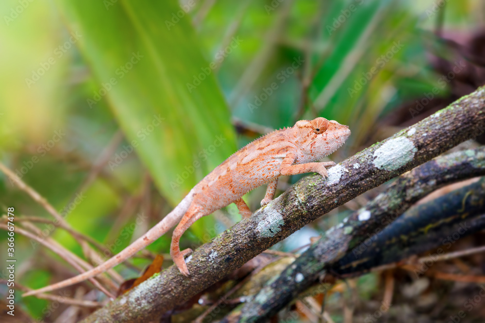 small lizard panther chameleon (Furcifer pardalis) on small branch in rainforest at natural habitat Masoala national park forest, Madagascar wildlife, Africa small lizard panther chameleon (Furcifer pardalis) on small branch in rainforest at natural habitat Masoala national park forest, Madagascar wildlife, Africa