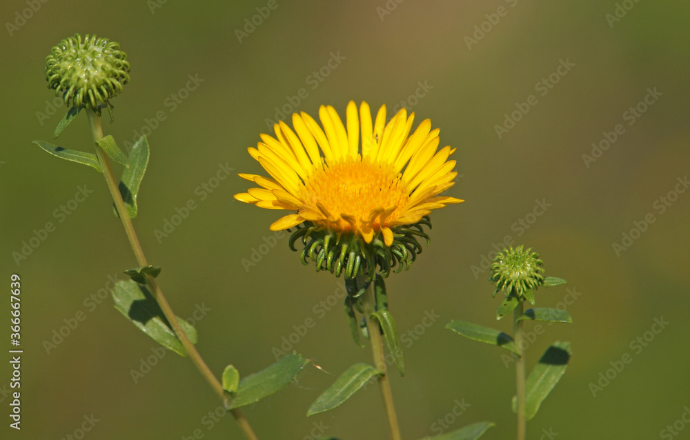 Yellow flower of curlycup gumweed, Grindelia squarrosa Yellow flower of curlycup gumweed, Grindelia squarrosa