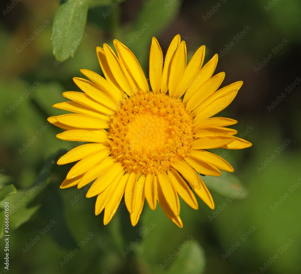 Yellow flower of curlycup gumweed, Grindelia squarrosa Yellow flower of curlycup gumweed, Grindelia squarrosa
