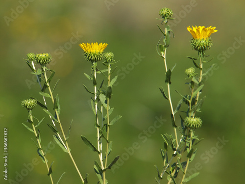 Yellow flowers of curlycup gumweed, Grindelia squarrosa	 photo