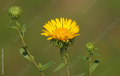 Yellow flower of curlycup gumweed, Grindelia squarrosa photo