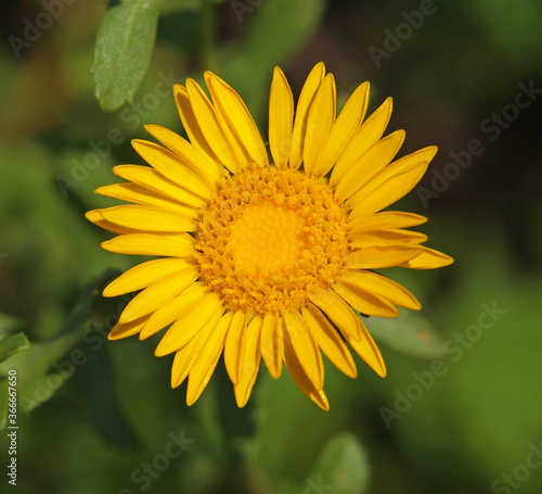 Yellow flower of curlycup gumweed  Grindelia squarrosa 