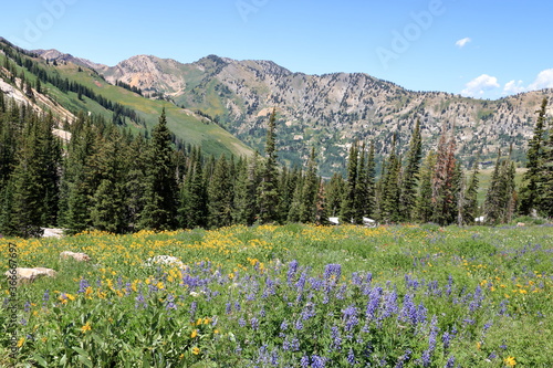 Wildflower meadow in the Wasatch Mountains during mid summer