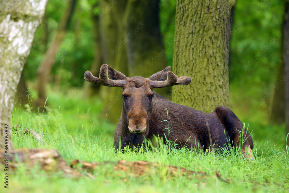 The moose (North America) or elk (Eurasia) scientific name (Alces alces) in the summer forest.Big male lying in the forest. Male with fresh antlers on green grass in the forest. The moose (North America) or elk (Eurasia) scientific name (Alces alces) in the summer forest.Big male lying in the forest. Male with fresh antlers on green grass in the forest.