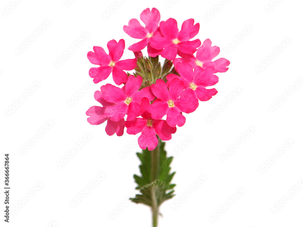 Pink trailing verbena isolated on white Pink trailing verbena isolated on white