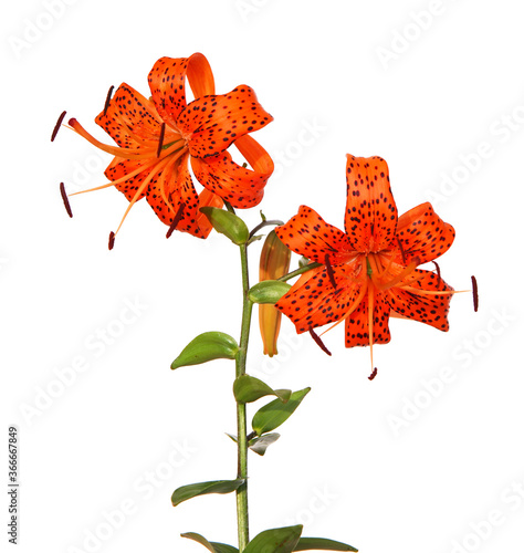 Orange Tiger lily flower isolated on white, Lilium lancifolium syn. L. tigrinum
 photo