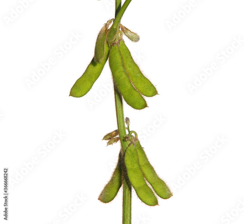 Soybean pods isolated on white