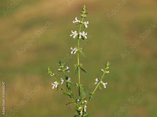 Annual woundwort or annual hedge-nettle, Stachys annua © emilio100