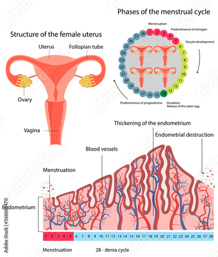 Changes in uterine endometrial destruction