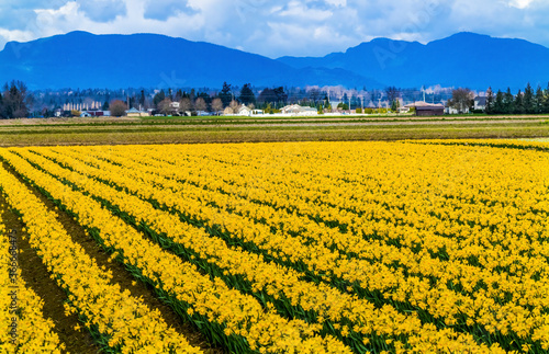 Yellow Daffodils Fields Flowers Skagit Valley Washington State