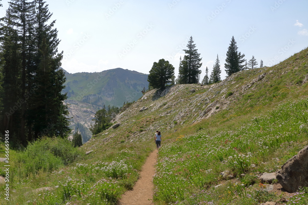 Hikers enjoy the summer wildflowers at Little Cottonwood Canyon, Alta, Utah