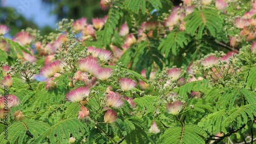 
Flowers of Persian silk tree or pink silk tree against blue sky. Albizia julibrissin in bloom in the garden
 photo