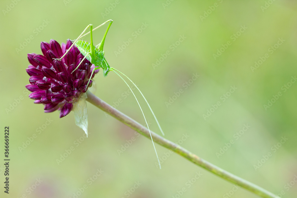 saltamontes verde en una flor magenta muy inclinada con un fondo muy verde  foto de Stock | Adobe Stock
