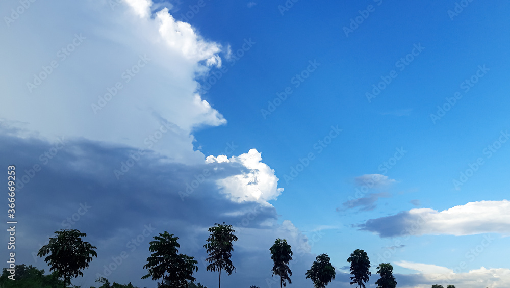 Fototapeta premium Tree and Blue and white sky.