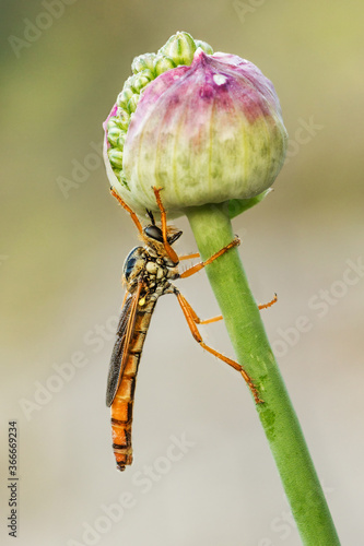robber fly tambien llamada mosca asesina por comerse las de su especie, debajo una flor donde a pasado la noche photo