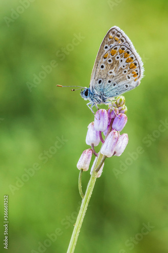 petita papallona de tons blaus sobre tot a l'interior de les ales sobre una flor rosa © Jordi