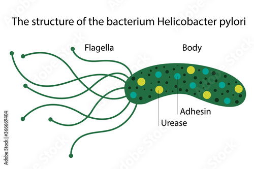 bacterium Helicobacter pylori