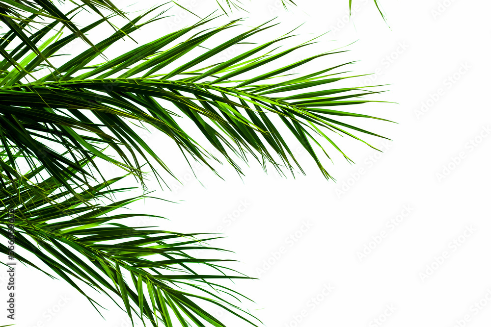 Green palm leaves on white background