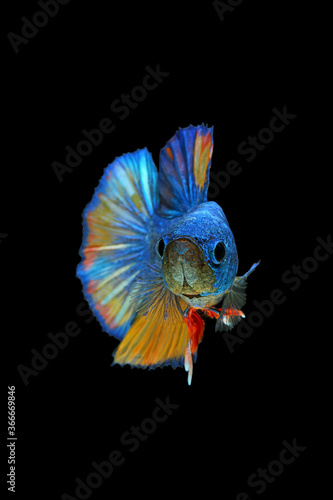 Colorful of siames fighting fish. Halfmoon Betta.plakad betta splendens. freshwater aquarium fish isolated on black background