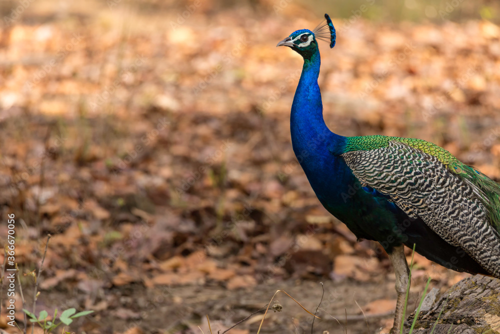 Obraz premium Peacock Male Peafowl with Crest Kalgi forest closeup