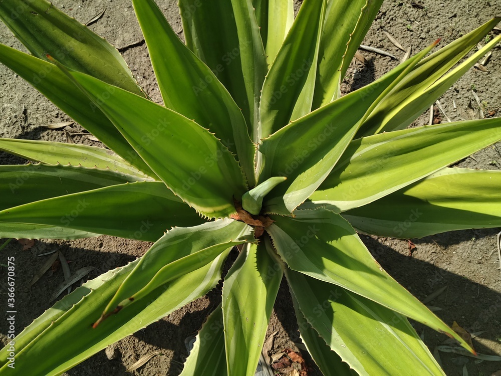 Obraz premium cactus in the garden