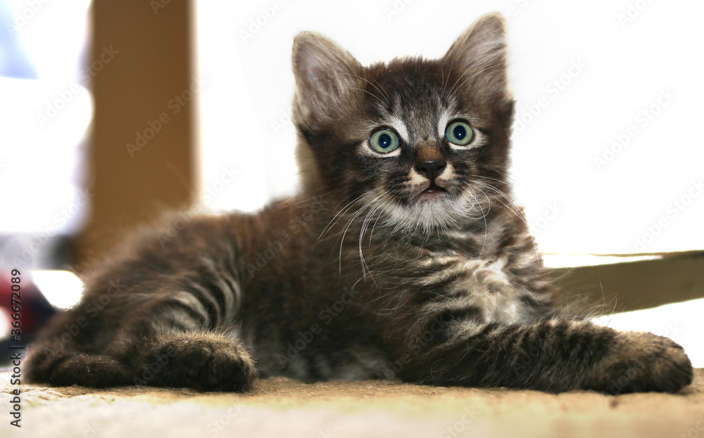 small striped kitten sitting and looking at camera