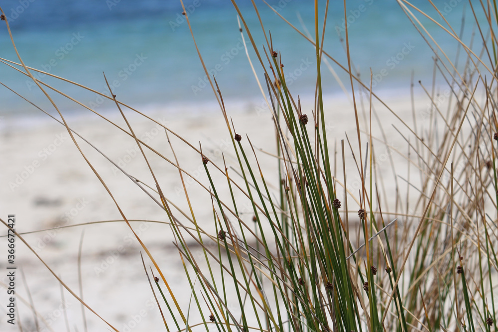 Common Rush or Soft Rush (Juncus effusus) (long grass like) and Beach Background in the Wind. Silver Beach Sydney Common Rush or Soft Rush (Juncus effusus) (long grass like) and Beach Background in the Wind. Silver Beach Sydney