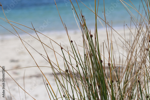 Common Rush or Soft Rush (Juncus effusus) (long grass like) and Beach Background in the Wind. Silver Beach Sydney