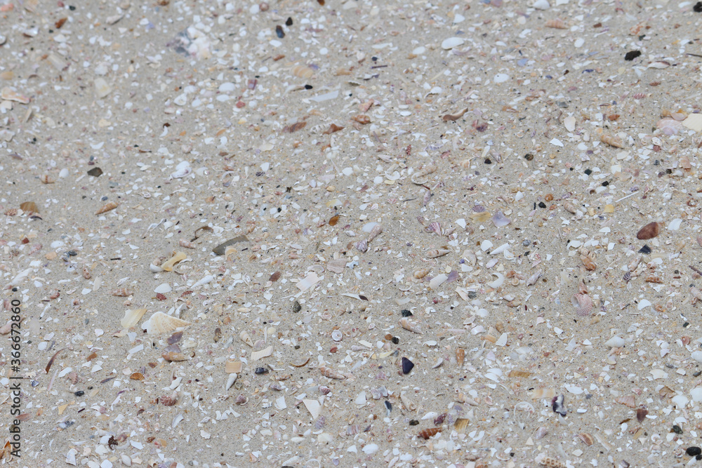 Sand and broken shells on the beach. Silver Beach Sydney Sand and broken shells on the beach. Silver Beach Sydney