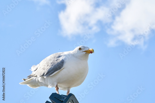 A seagull sits against the blue sky in the sun
