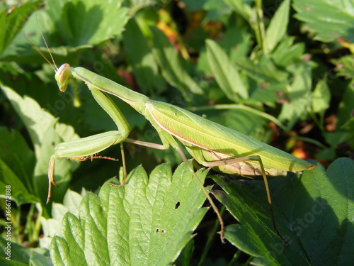 photo of a predator in the realm of the insect Praying Mantis, Mantis religiosa, in the wild, Moravia, Czech Republic