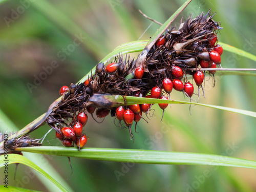 Rough Saw-sedge ( Gahnia aspera) fruiting seed head. photo