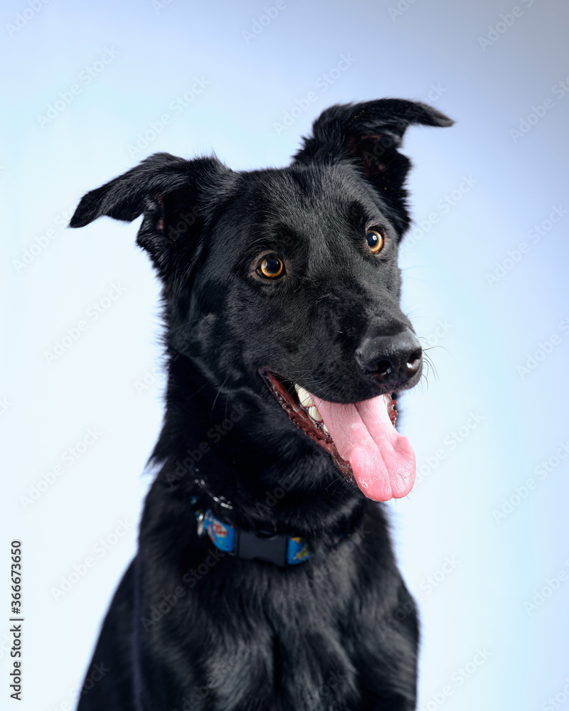 Portrait of a black dog Portrait of a black dog