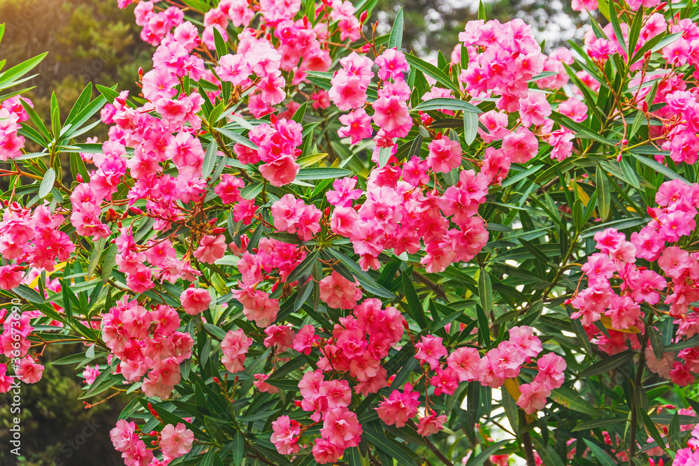 Lush and dense bush of blooming oleander in a subtropical park.