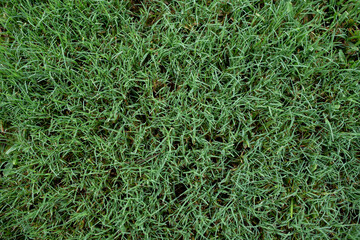 Close up of a southern summer lawn with thick Bermuda grass 