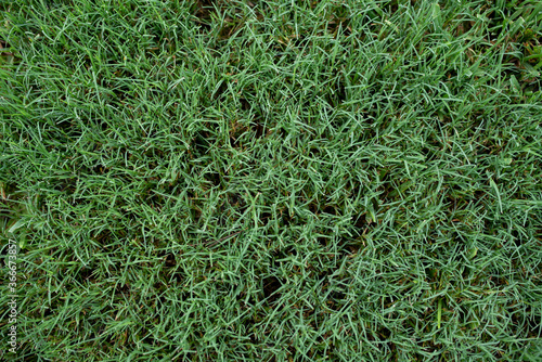 Принти на полотні Close up of a southern summer lawn with thick Bermuda grass