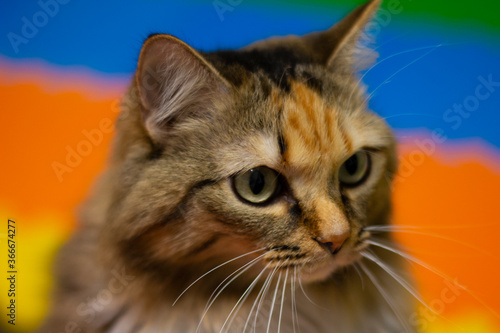 Colorful cat portrait. Portrait of a cat indoors with a very careful look. Pet favorite