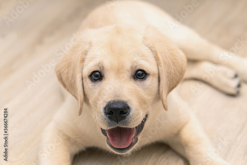Cute adorable little golden labrador puppy is lying on floor of house.
