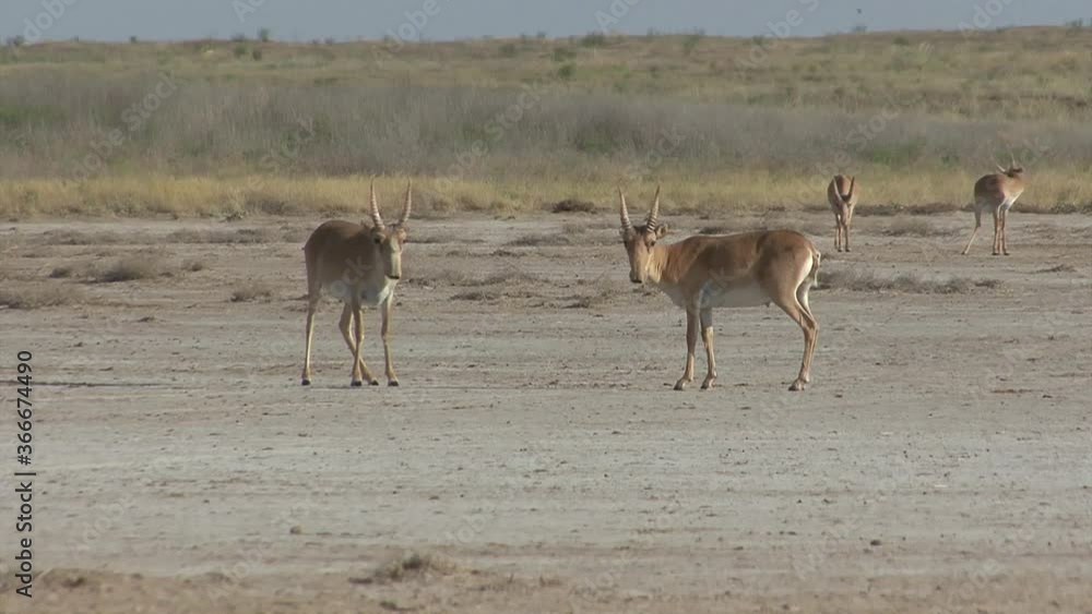Kalmykia, nature reserve. A herd of saigas on a dry salt lake.